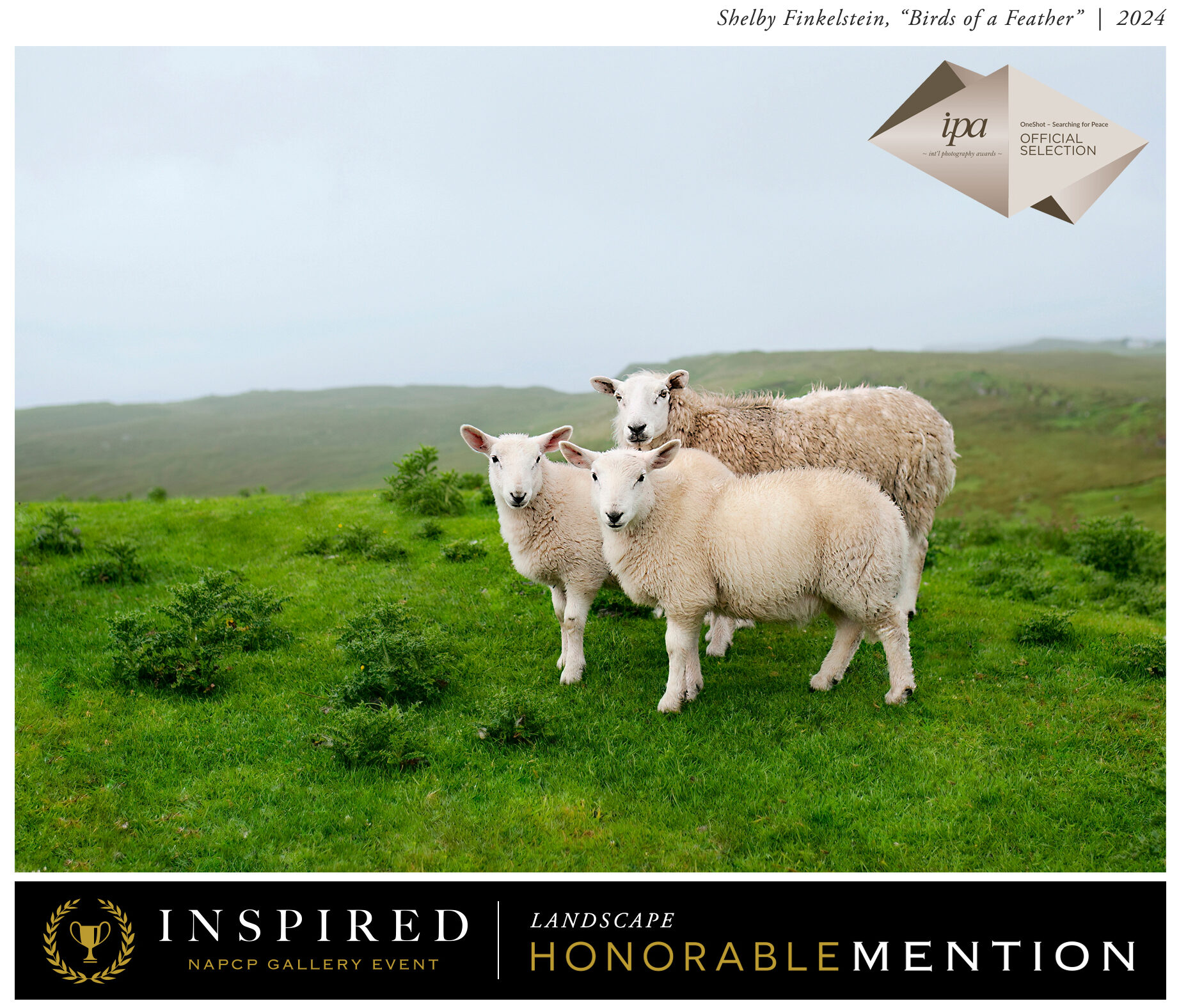 A trio of sheep standing on a lush green hill, honored with an honorable mention in the NAPCP Inspired Image Competition.